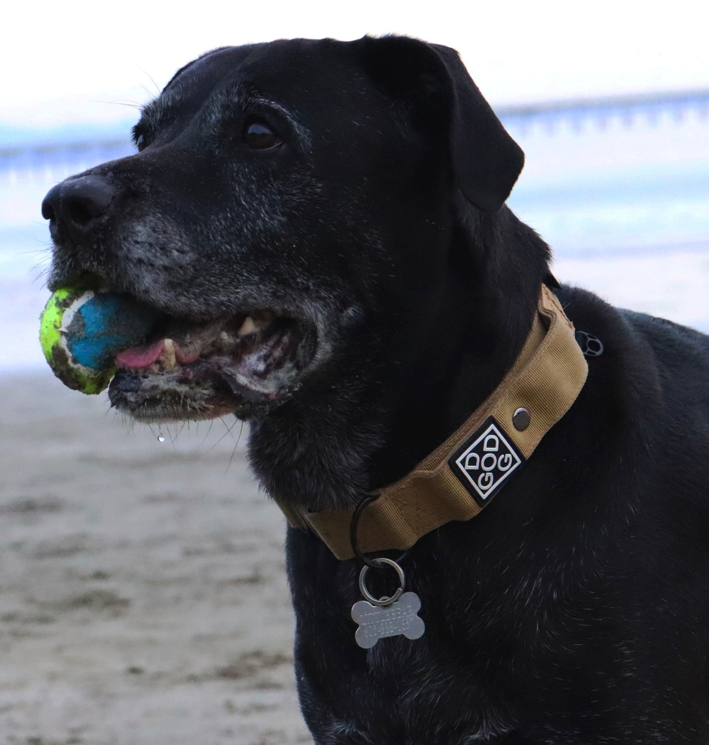 Tactical Dog Collar With Pouch